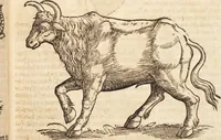 An illustration from Thierbuch Das ist ein kurtze beschreybung aller vierfüssigen Thieren/ so auff der erden vn[d] in wassern wonend/ sampt jrer waren conterfactur: alles zů nutz vn[d] gůtem allen liebhabern der künsten/ Artzeten/ Maleren/ Bildschnitzern/ Weydleüten vnd Köchen/ gestelt (1583)