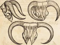 An illustration from Thierbuch Das ist ein kurtze beschreybung aller vierfüssigen Thieren/ so auff der erden vn[d] in wassern wonend/ sampt jrer waren conterfactur: alles zů nutz vn[d] gůtem allen liebhabern der künsten/ Artzeten/ Maleren/ Bildschnitzern/ Weydleüten vnd Köchen/ gestelt (1583)