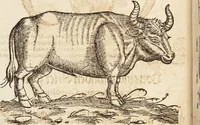 An illustration from Thierbuch Das ist ein kurtze beschreybung aller vierfüssigen Thieren/ so auff der erden vn[d] in wassern wonend/ sampt jrer waren conterfactur: alles zů nutz vn[d] gůtem allen liebhabern der künsten/ Artzeten/ Maleren/ Bildschnitzern/ Weydleüten vnd Köchen/ gestelt (1583)
