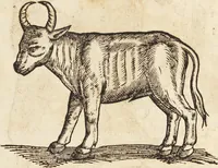 An illustration from Thierbuch Das ist ein kurtze beschreybung aller vierfüssigen Thieren/ so auff der erden vn[d] in wassern wonend/ sampt jrer waren conterfactur: alles zů nutz vn[d] gůtem allen liebhabern der künsten/ Artzeten/ Maleren/ Bildschnitzern/ Weydleüten vnd Köchen/ gestelt (1583)