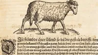 An illustration from Thierbuch Das ist ein kurtze beschreybung aller vierfüssigen Thieren/ so auff der erden vn[d] in wassern wonend/ sampt jrer waren conterfactur: alles zů nutz vn[d] gůtem allen liebhabern der künsten/ Artzeten/ Maleren/ Bildschnitzern/ Weydleüten vnd Köchen/ gestelt (1583)