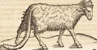 An illustration from Thierbuch Das ist ein kurtze beschreybung aller vierfüssigen Thieren/ so auff der erden vn[d] in wassern wonend/ sampt jrer waren conterfactur: alles zů nutz vn[d] gůtem allen liebhabern der künsten/ Artzeten/ Maleren/ Bildschnitzern/ Weydleüten vnd Köchen/ gestelt (1583)