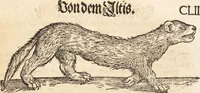 An illustration from Thierbuch Das ist ein kurtze beschreybung aller vierfüssigen Thieren/ so auff der erden vn[d] in wassern wonend/ sampt jrer waren conterfactur: alles zů nutz vn[d] gůtem allen liebhabern der künsten/ Artzeten/ Maleren/ Bildschnitzern/ Weydleüten vnd Köchen/ gestelt (1583)
