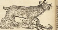 An illustration from Thierbuch Das ist ein kurtze beschreybung aller vierfüssigen Thieren/ so auff der erden vn[d] in wassern wonend/ sampt jrer waren conterfactur: alles zů nutz vn[d] gůtem allen liebhabern der künsten/ Artzeten/ Maleren/ Bildschnitzern/ Weydleüten vnd Köchen/ gestelt (1583)