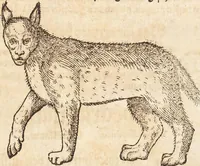 An illustration from Thierbuch Das ist ein kurtze beschreybung aller vierfüssigen Thieren/ so auff der erden vn[d] in wassern wonend/ sampt jrer waren conterfactur: alles zů nutz vn[d] gůtem allen liebhabern der künsten/ Artzeten/ Maleren/ Bildschnitzern/ Weydleüten vnd Köchen/ gestelt (1583)