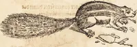 An illustration from Thierbuch Das ist ein kurtze beschreybung aller vierfüssigen Thieren/ so auff der erden vn[d] in wassern wonend/ sampt jrer waren conterfactur: alles zů nutz vn[d] gůtem allen liebhabern der künsten/ Artzeten/ Maleren/ Bildschnitzern/ Weydleüten vnd Köchen/ gestelt (1583)