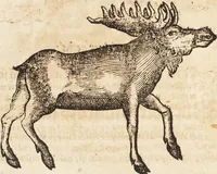 An illustration from Thierbuch Das ist ein kurtze beschreybung aller vierfüssigen Thieren/ so auff der erden vn[d] in wassern wonend/ sampt jrer waren conterfactur: alles zů nutz vn[d] gůtem allen liebhabern der künsten/ Artzeten/ Maleren/ Bildschnitzern/ Weydleüten vnd Köchen/ gestelt (1583)