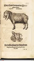 An illustration from Thierbuch Das ist ein kurtze beschreybung aller vierfüssigen Thieren/ so auff der erden vn[d] in wassern wonend/ sampt jrer waren conterfactur: alles zů nutz vn[d] gůtem allen liebhabern der künsten/ Artzeten/ Maleren/ Bildschnitzern/ Weydleüten vnd Köchen/ gestelt (1583)