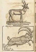 An illustration from Thierbuch Das ist ein kurtze beschreybung aller vierfüssigen Thieren/ so auff der erden vn[d] in wassern wonend/ sampt jrer waren conterfactur: alles zů nutz vn[d] gůtem allen liebhabern der künsten/ Artzeten/ Maleren/ Bildschnitzern/ Weydleüten vnd Köchen/ gestelt (1583)