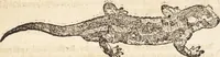 An illustration from Thierbuch Das ist ein kurtze beschreybung aller vierfüssigen Thieren/ so auff der erden vn[d] in wassern wonend/ sampt jrer waren conterfactur: alles zů nutz vn[d] gůtem allen liebhabern der künsten/ Artzeten/ Maleren/ Bildschnitzern/ Weydleüten vnd Köchen/ gestelt (1583)