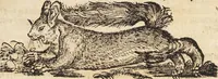 An illustration from Thierbuch Das ist ein kurtze beschreybung aller vierfüssigen Thieren/ so auff der erden vn[d] in wassern wonend/ sampt jrer waren conterfactur: alles zů nutz vn[d] gůtem allen liebhabern der künsten/ Artzeten/ Maleren/ Bildschnitzern/ Weydleüten vnd Köchen/ gestelt (1583)