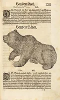 An illustration from Thierbuch Das ist ein kurtze beschreybung aller vierfüssigen Thieren/ so auff der erden vn[d] in wassern wonend/ sampt jrer waren conterfactur: alles zů nutz vn[d] gůtem allen liebhabern der künsten/ Artzeten/ Maleren/ Bildschnitzern/ Weydleüten vnd Köchen/ gestelt (1583)
