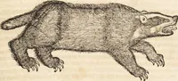 An illustration from Thierbuch Das ist ein kurtze beschreybung aller vierfüssigen Thieren/ so auff der erden vn[d] in wassern wonend/ sampt jrer waren conterfactur: alles zů nutz vn[d] gůtem allen liebhabern der künsten/ Artzeten/ Maleren/ Bildschnitzern/ Weydleüten vnd Köchen/ gestelt (1583)