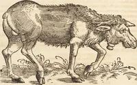 An illustration from Thierbuch Das ist ein kurtze beschreybung aller vierfüssigen Thieren/ so auff der erden vn[d] in wassern wonend/ sampt jrer waren conterfactur: alles zů nutz vn[d] gůtem allen liebhabern der künsten/ Artzeten/ Maleren/ Bildschnitzern/ Weydleüten vnd Köchen/ gestelt (1583)