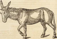 An illustration from Thierbuch Das ist ein kurtze beschreybung aller vierfüssigen Thieren/ so auff der erden vn[d] in wassern wonend/ sampt jrer waren conterfactur: alles zů nutz vn[d] gůtem allen liebhabern der künsten/ Artzeten/ Maleren/ Bildschnitzern/ Weydleüten vnd Köchen/ gestelt (1583)