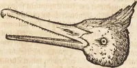 An illustration from Thierbuch Das ist ein kurtze beschreybung aller vierfüssigen Thieren/ so auff der erden vn[d] in wassern wonend/ sampt jrer waren conterfactur: alles zů nutz vn[d] gůtem allen liebhabern der künsten/ Artzeten/ Maleren/ Bildschnitzern/ Weydleüten vnd Köchen/ gestelt (1583)
