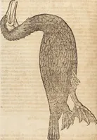 An illustration from Thierbuch Das ist ein kurtze beschreybung aller vierfüssigen Thieren/ so auff der erden vn[d] in wassern wonend/ sampt jrer waren conterfactur: alles zů nutz vn[d] gůtem allen liebhabern der künsten/ Artzeten/ Maleren/ Bildschnitzern/ Weydleüten vnd Köchen/ gestelt (1583)