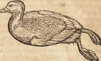 An illustration from Thierbuch Das ist ein kurtze beschreybung aller vierfüssigen Thieren/ so auff der erden vn[d] in wassern wonend/ sampt jrer waren conterfactur: alles zů nutz vn[d] gůtem allen liebhabern der künsten/ Artzeten/ Maleren/ Bildschnitzern/ Weydleüten vnd Köchen/ gestelt (1583)