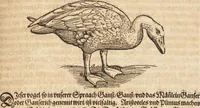 An illustration from Thierbuch Das ist ein kurtze beschreybung aller vierfüssigen Thieren/ so auff der erden vn[d] in wassern wonend/ sampt jrer waren conterfactur: alles zů nutz vn[d] gůtem allen liebhabern der künsten/ Artzeten/ Maleren/ Bildschnitzern/ Weydleüten vnd Köchen/ gestelt (1583)