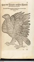 An illustration from Thierbuch Das ist ein kurtze beschreybung aller vierfüssigen Thieren/ so auff der erden vn[d] in wassern wonend/ sampt jrer waren conterfactur: alles zů nutz vn[d] gůtem allen liebhabern der künsten/ Artzeten/ Maleren/ Bildschnitzern/ Weydleüten vnd Köchen/ gestelt (1583)