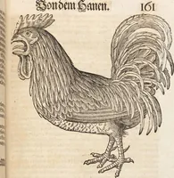 An illustration from Thierbuch Das ist ein kurtze beschreybung aller vierfüssigen Thieren/ so auff der erden vn[d] in wassern wonend/ sampt jrer waren conterfactur: alles zů nutz vn[d] gůtem allen liebhabern der künsten/ Artzeten/ Maleren/ Bildschnitzern/ Weydleüten vnd Köchen/ gestelt (1583)