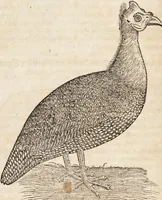 An illustration from Thierbuch Das ist ein kurtze beschreybung aller vierfüssigen Thieren/ so auff der erden vn[d] in wassern wonend/ sampt jrer waren conterfactur: alles zů nutz vn[d] gůtem allen liebhabern der künsten/ Artzeten/ Maleren/ Bildschnitzern/ Weydleüten vnd Köchen/ gestelt (1583)