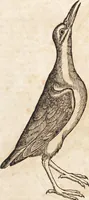 An illustration from Thierbuch Das ist ein kurtze beschreybung aller vierfüssigen Thieren/ so auff der erden vn[d] in wassern wonend/ sampt jrer waren conterfactur: alles zů nutz vn[d] gůtem allen liebhabern der künsten/ Artzeten/ Maleren/ Bildschnitzern/ Weydleüten vnd Köchen/ gestelt (1583)