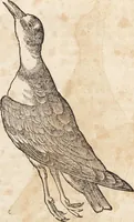 An illustration from Thierbuch Das ist ein kurtze beschreybung aller vierfüssigen Thieren/ so auff der erden vn[d] in wassern wonend/ sampt jrer waren conterfactur: alles zů nutz vn[d] gůtem allen liebhabern der künsten/ Artzeten/ Maleren/ Bildschnitzern/ Weydleüten vnd Köchen/ gestelt (1583)