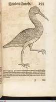 An illustration from Thierbuch Das ist ein kurtze beschreybung aller vierfüssigen Thieren/ so auff der erden vn[d] in wassern wonend/ sampt jrer waren conterfactur: alles zů nutz vn[d] gůtem allen liebhabern der künsten/ Artzeten/ Maleren/ Bildschnitzern/ Weydleüten vnd Köchen/ gestelt (1583)