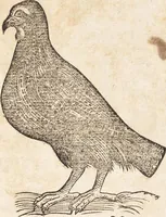 An illustration from Thierbuch Das ist ein kurtze beschreybung aller vierfüssigen Thieren/ so auff der erden vn[d] in wassern wonend/ sampt jrer waren conterfactur: alles zů nutz vn[d] gůtem allen liebhabern der künsten/ Artzeten/ Maleren/ Bildschnitzern/ Weydleüten vnd Köchen/ gestelt (1583)