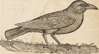 An illustration from Thierbuch Das ist ein kurtze beschreybung aller vierfüssigen Thieren/ so auff der erden vn[d] in wassern wonend/ sampt jrer waren conterfactur: alles zů nutz vn[d] gůtem allen liebhabern der künsten/ Artzeten/ Maleren/ Bildschnitzern/ Weydleüten vnd Köchen/ gestelt (1583)