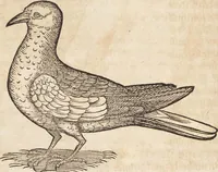 An illustration from Thierbuch Das ist ein kurtze beschreybung aller vierfüssigen Thieren/ so auff der erden vn[d] in wassern wonend/ sampt jrer waren conterfactur: alles zů nutz vn[d] gůtem allen liebhabern der künsten/ Artzeten/ Maleren/ Bildschnitzern/ Weydleüten vnd Köchen/ gestelt (1583)