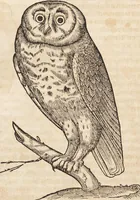 An illustration from Thierbuch Das ist ein kurtze beschreybung aller vierfüssigen Thieren/ so auff der erden vn[d] in wassern wonend/ sampt jrer waren conterfactur: alles zů nutz vn[d] gůtem allen liebhabern der künsten/ Artzeten/ Maleren/ Bildschnitzern/ Weydleüten vnd Köchen/ gestelt (1583)