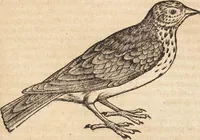 An illustration from Thierbuch Das ist ein kurtze beschreybung aller vierfüssigen Thieren/ so auff der erden vn[d] in wassern wonend/ sampt jrer waren conterfactur: alles zů nutz vn[d] gůtem allen liebhabern der künsten/ Artzeten/ Maleren/ Bildschnitzern/ Weydleüten vnd Köchen/ gestelt (1583)