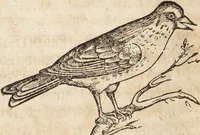 An illustration from Thierbuch Das ist ein kurtze beschreybung aller vierfüssigen Thieren/ so auff der erden vn[d] in wassern wonend/ sampt jrer waren conterfactur: alles zů nutz vn[d] gůtem allen liebhabern der künsten/ Artzeten/ Maleren/ Bildschnitzern/ Weydleüten vnd Köchen/ gestelt (1583)