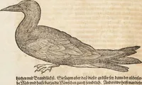An illustration from Thierbuch Das ist ein kurtze beschreybung aller vierfüssigen Thieren/ so auff der erden vn[d] in wassern wonend/ sampt jrer waren conterfactur: alles zů nutz vn[d] gůtem allen liebhabern der künsten/ Artzeten/ Maleren/ Bildschnitzern/ Weydleüten vnd Köchen/ gestelt (1583)