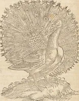 An illustration from Thierbuch Das ist ein kurtze beschreybung aller vierfüssigen Thieren/ so auff der erden vn[d] in wassern wonend/ sampt jrer waren conterfactur: alles zů nutz vn[d] gůtem allen liebhabern der künsten/ Artzeten/ Maleren/ Bildschnitzern/ Weydleüten vnd Köchen/ gestelt (1583)