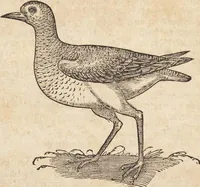 An illustration from Thierbuch Das ist ein kurtze beschreybung aller vierfüssigen Thieren/ so auff der erden vn[d] in wassern wonend/ sampt jrer waren conterfactur: alles zů nutz vn[d] gůtem allen liebhabern der künsten/ Artzeten/ Maleren/ Bildschnitzern/ Weydleüten vnd Köchen/ gestelt (1583)