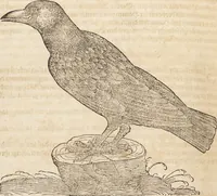 An illustration from Thierbuch Das ist ein kurtze beschreybung aller vierfüssigen Thieren/ so auff der erden vn[d] in wassern wonend/ sampt jrer waren conterfactur: alles zů nutz vn[d] gůtem allen liebhabern der künsten/ Artzeten/ Maleren/ Bildschnitzern/ Weydleüten vnd Köchen/ gestelt (1583)