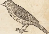 An illustration from Thierbuch Das ist ein kurtze beschreybung aller vierfüssigen Thieren/ so auff der erden vn[d] in wassern wonend/ sampt jrer waren conterfactur: alles zů nutz vn[d] gůtem allen liebhabern der künsten/ Artzeten/ Maleren/ Bildschnitzern/ Weydleüten vnd Köchen/ gestelt (1583)