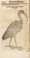 An illustration from Thierbuch Das ist ein kurtze beschreybung aller vierfüssigen Thieren/ so auff der erden vn[d] in wassern wonend/ sampt jrer waren conterfactur: alles zů nutz vn[d] gůtem allen liebhabern der künsten/ Artzeten/ Maleren/ Bildschnitzern/ Weydleüten vnd Köchen/ gestelt (1583)