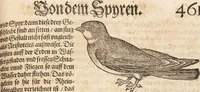 Picture 47 of 66 from Thierbuch Das ist ein kurtze beschreybung aller vierfüssigen Thieren/ so auff der erden vn[d] in wassern wonend/ sampt jrer waren conterfactur: alles zů nutz vn[d] gůtem allen liebhabern der künsten/ Artzeten/ Maleren/ Bildschnitzern/ Weydleüten vnd Köchen/ gestelt (1583), leaf 477