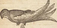 An illustration from Thierbuch Das ist ein kurtze beschreybung aller vierfüssigen Thieren/ so auff der erden vn[d] in wassern wonend/ sampt jrer waren conterfactur: alles zů nutz vn[d] gůtem allen liebhabern der künsten/ Artzeten/ Maleren/ Bildschnitzern/ Weydleüten vnd Köchen/ gestelt (1583)