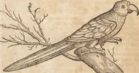 An illustration from Thierbuch Das ist ein kurtze beschreybung aller vierfüssigen Thieren/ so auff der erden vn[d] in wassern wonend/ sampt jrer waren conterfactur: alles zů nutz vn[d] gůtem allen liebhabern der künsten/ Artzeten/ Maleren/ Bildschnitzern/ Weydleüten vnd Köchen/ gestelt (1583)