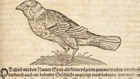 An illustration from Thierbuch Das ist ein kurtze beschreybung aller vierfüssigen Thieren/ so auff der erden vn[d] in wassern wonend/ sampt jrer waren conterfactur: alles zů nutz vn[d] gůtem allen liebhabern der künsten/ Artzeten/ Maleren/ Bildschnitzern/ Weydleüten vnd Köchen/ gestelt (1583)