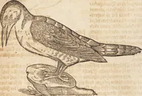 An illustration from Thierbuch Das ist ein kurtze beschreybung aller vierfüssigen Thieren/ so auff der erden vn[d] in wassern wonend/ sampt jrer waren conterfactur: alles zů nutz vn[d] gůtem allen liebhabern der künsten/ Artzeten/ Maleren/ Bildschnitzern/ Weydleüten vnd Köchen/ gestelt (1583)