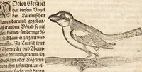 Picture 55 of 66 from Thierbuch Das ist ein kurtze beschreybung aller vierfüssigen Thieren/ so auff der erden vn[d] in wassern wonend/ sampt jrer waren conterfactur: alles zů nutz vn[d] gůtem allen liebhabern der künsten/ Artzeten/ Maleren/ Bildschnitzern/ Weydleüten vnd Köchen/ gestelt (1583), leaf 517