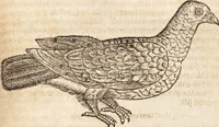 An illustration from Thierbuch Das ist ein kurtze beschreybung aller vierfüssigen Thieren/ so auff der erden vn[d] in wassern wonend/ sampt jrer waren conterfactur: alles zů nutz vn[d] gůtem allen liebhabern der künsten/ Artzeten/ Maleren/ Bildschnitzern/ Weydleüten vnd Köchen/ gestelt (1583)