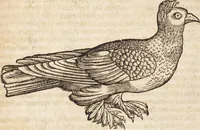 An illustration from Thierbuch Das ist ein kurtze beschreybung aller vierfüssigen Thieren/ so auff der erden vn[d] in wassern wonend/ sampt jrer waren conterfactur: alles zů nutz vn[d] gůtem allen liebhabern der künsten/ Artzeten/ Maleren/ Bildschnitzern/ Weydleüten vnd Köchen/ gestelt (1583)