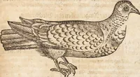 An illustration from Thierbuch Das ist ein kurtze beschreybung aller vierfüssigen Thieren/ so auff der erden vn[d] in wassern wonend/ sampt jrer waren conterfactur: alles zů nutz vn[d] gůtem allen liebhabern der künsten/ Artzeten/ Maleren/ Bildschnitzern/ Weydleüten vnd Köchen/ gestelt (1583)